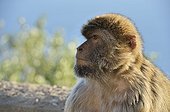Portrait of a Barbary Macaque in Gibraltar  