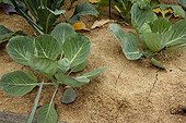 Cabbages with wood sawdust mulching in a garden