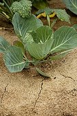 Cabbage with wood sawdust mulching in a garden