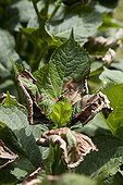 Heat damage on an hydrangea in a garden