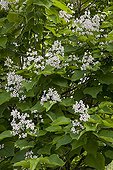 Southern catalpa in bloom in a garden