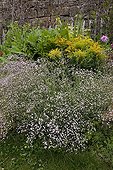 Baby breath in bloom in a garden