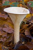 Trooping Funnel Cap in autumn Denmark