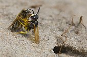 Bee Wolf  sedating Honey Bee Denmark