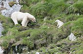 Polar Bear with its small plant eating Spitsbergen ; They feed on plants rich in vitamin C.  