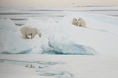 Bear with its young of the year on the ice Spitsbergen