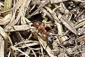 Slavemaker ant foraging