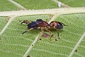 Saltique on a sheet mimetic ant