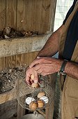 Harvest of eggs in a garden hen house ; Designer: Pierre-Alexandre RISSER 