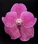 Orchid flower in studio ; Native from Asia and Australia