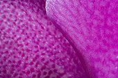 Detail of sepal and labellum of a orchid ; Native from Asia and Australia