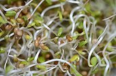 Broccoli sprouts in a propagator kitchen  ; Are eaten in salads 