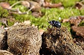 Geotrupes on horse dung France 