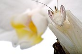 Orchid Mantis on white background
