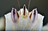 Portrait of Orchid Mantis on white background