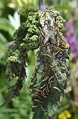 Caterpillars of Camberwell Beauty on nettle France