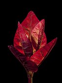 Young leaves of Sumac on black background 