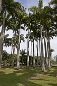 Palm trees at Flamengo Park  Rio de Janeiro  Brazil