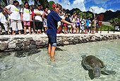 Schoolchildren Trainer and Sea Turtle Moorea Polynesia  ; The association Te Mana o Te Moana, based at the Intercontinental Hotel, treats turtles brought by fishermen or customs 
