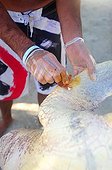 Turtle injured by a fishing net Moorea French Polynesia  ; The association Te Mana o Te Moana, based at the Intercontinental Hotel, treats turtles brought by fishermen or customs 