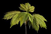 Budding of Sycamore maple on black background 