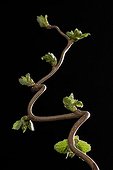 Corkscrew hazel bud burst on black background  ; In the case of hazel tortuous buds seem to be arranged at the elbows.