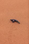 Dung beetle pushing a piece of wood Namib Desert Namibia