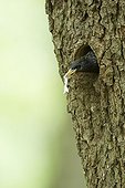 Common Starling at nest Hautes-Vosges France