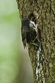 Common Starling at nest Hautes-Vosges France