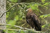 Lesser Spotted Eagle on a branch Bavaria Germany