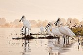 Eurasian Spoonbills at dawn Lake Kerkini Greece