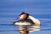 Great Grebe on the water Lake Kerkini Greece
