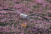 Backed Gull landing in Thrift seapink 
