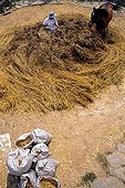 Threshing Wheat in the Pyrenees in Oix Catalonia Spain