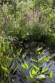 Purple loosestrife and powdered thalia in a swimming pound ; Designer: Pierre-Alexandre RISSER<br>