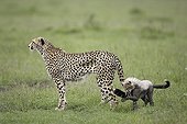 Female cheetah and oung playing with her tail Masai Mara