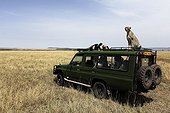 Cheetah sitting on a vehicle vision Masai Mara Kenya
