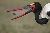 Saddle-billed Stork catching a Frog Masai Mara Kenya