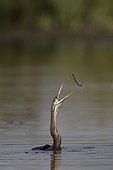 African Darter catching a twig Lake Baringo Kenya 