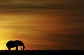 African elephant in savanna at dawn Masai Mara Kenya 