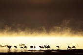 Lesser Flamingos at dawn Lake Nakuru Kenya