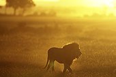 Lion walking in the savannah at sunset Masai Mara Kenya 