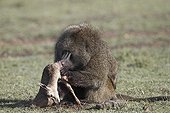 Anubis baboon eating a young Gazelle Masai Mara Kenya