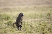 Anubis baboon standing in the savannah Masai Mara Kenya