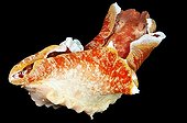 Spanish dancer on a black background Sulawesi Indonesia
