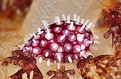 Sea Snail on Reef Indonesia Sulawesi