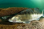 Pike-perch on the bottom River Hérault France