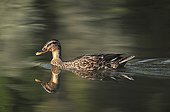 Female mallard swimming on a pond Touraine France