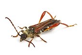 Round-necked longhorn three-quarter on white background