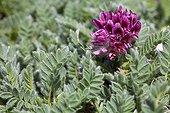 Mountain kidney-vetch flowers Mont Ventoux France  ; Altitude: 1500 m 